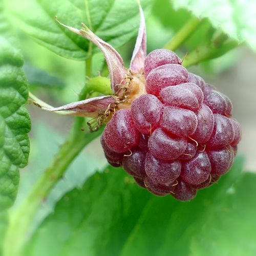 raspberry berry fruit