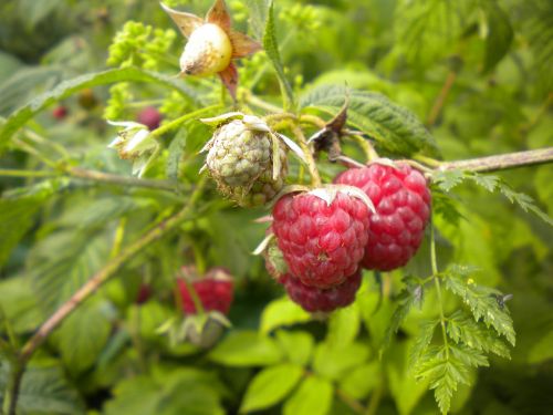 raspberry berry fruits