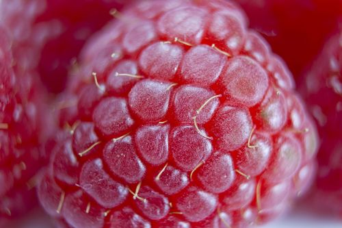 raspberry closeup red