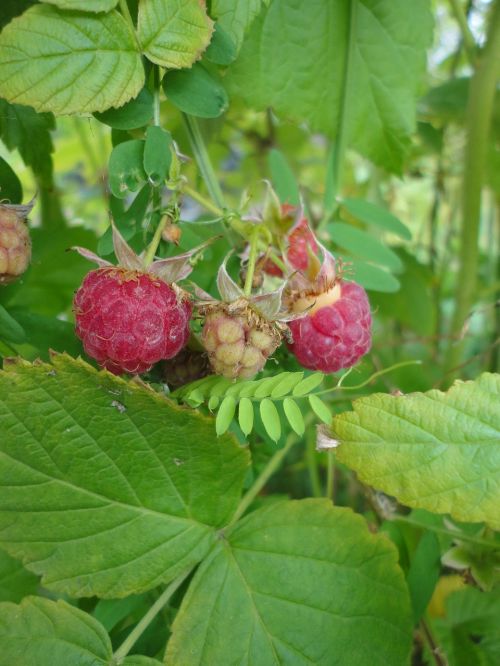 raspberry raspberries fruit