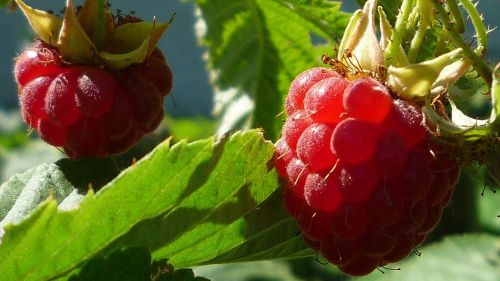 raspberry summer berry