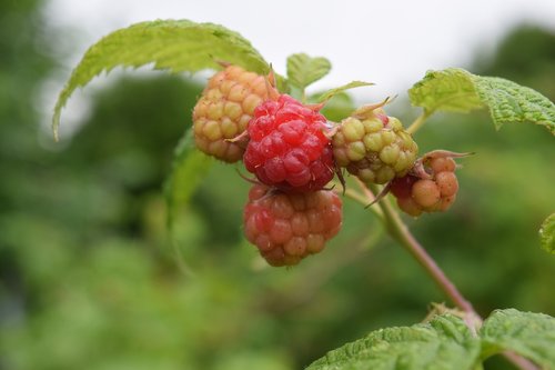 raspberry  berry  japanese raspberries
