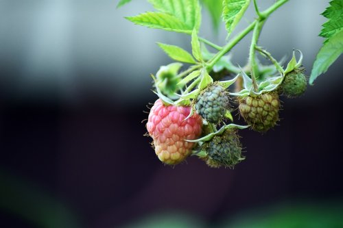 raspberry  fruit  immature