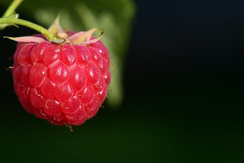 raspberry  fruit  berry