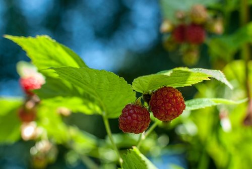 raspberry  red fruits  fruit