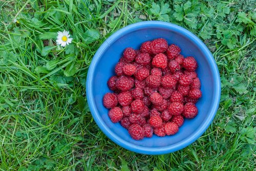 raspberry  red fruits  fruit