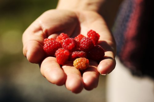 raspberry  nature  hand