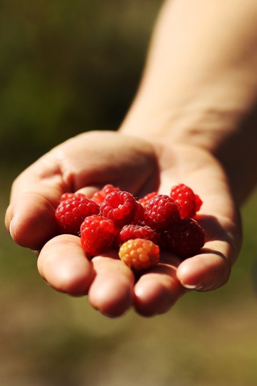 raspberry  nature  hand