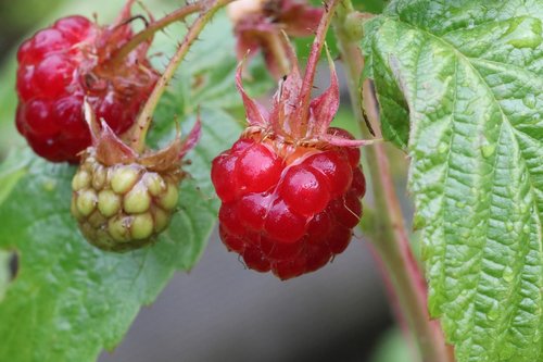 raspberry  berry  garden