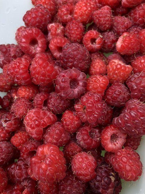 raspberry  framboesa  nature