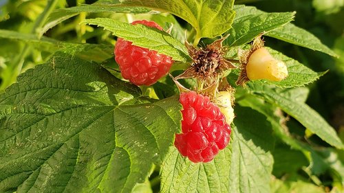 raspberry  raspberries  nature