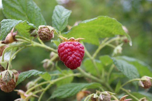 raspberry  fruit  food