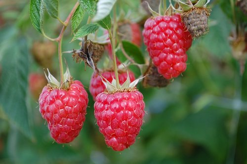 raspberry  raspberries  fruit