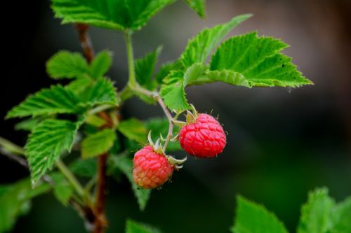 raspberry plant fruit