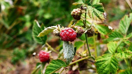raspberry  wild  nature