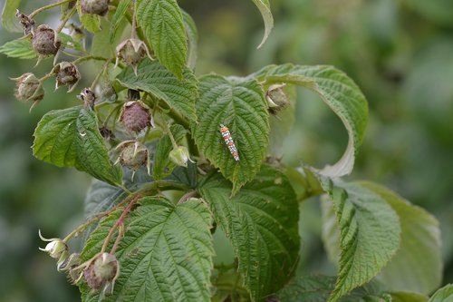 raspberry  plant  buds