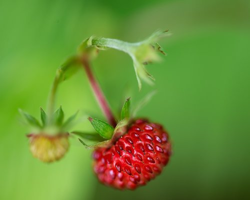 raspberry  nature  fruit
