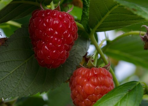 raspberry  raspberries  fruits