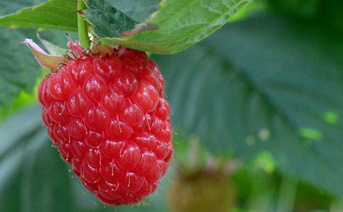 raspberry  raspberries  fruits