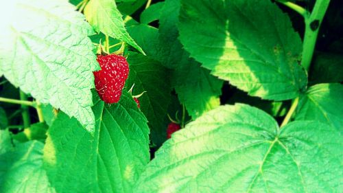 raspberry red fruits