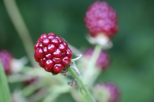 raspberry  red  fruit