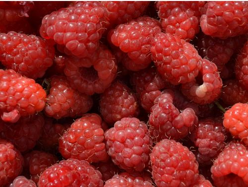 raspberry fruit sweet