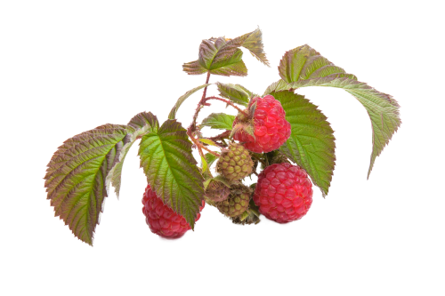 raspberry fruit red
