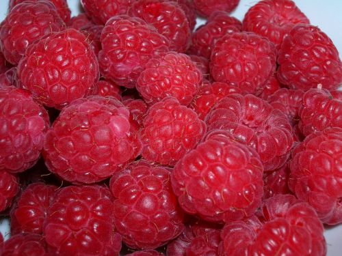 raspberry red berries