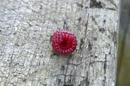 raspberry sweet ripe
