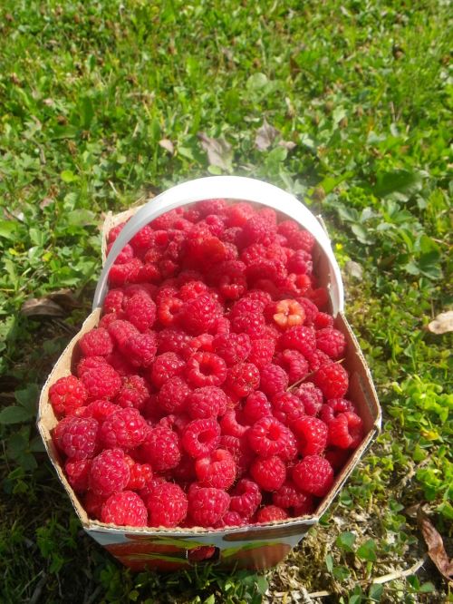 raspberry basket summer