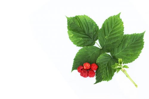 raspberry letter