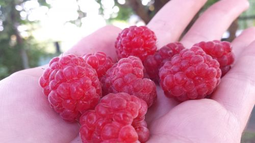raspberry berry red berries