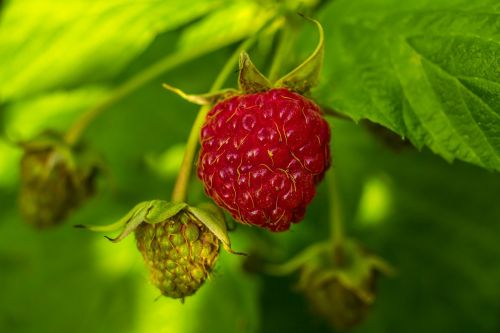 raspberry fruit nature