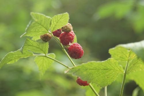 raspberry bush fruits
