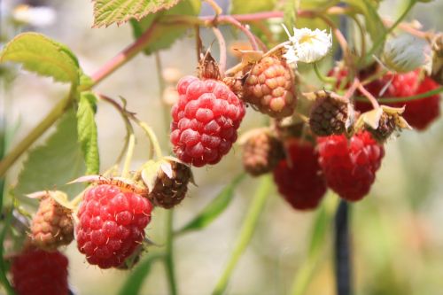 raspberry raspberries fruit