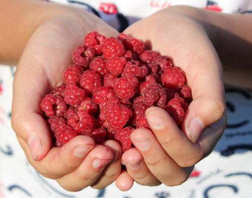 raspberry berry handful