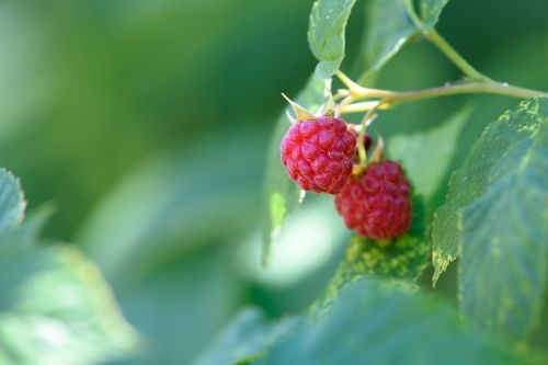 raspberry garden garden fruit