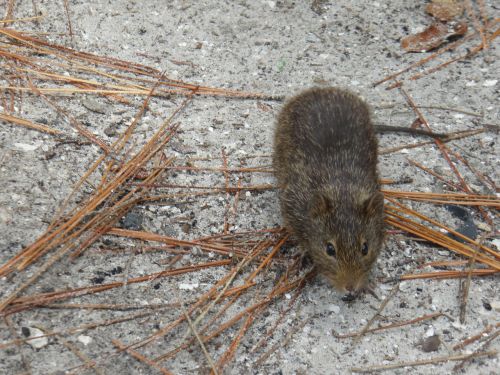 rat mouse animal