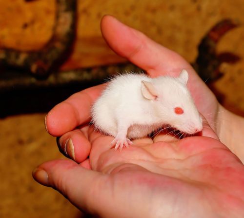 rat rats offspring anxious