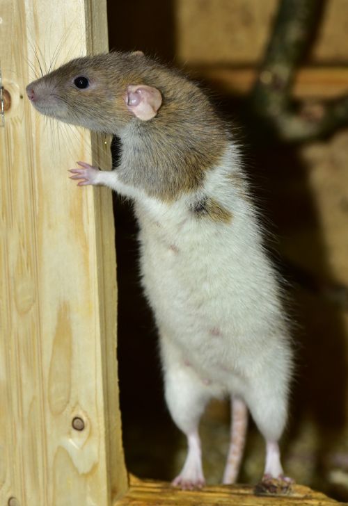 rat standing rodent