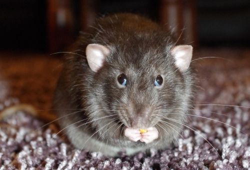 rat cute eating