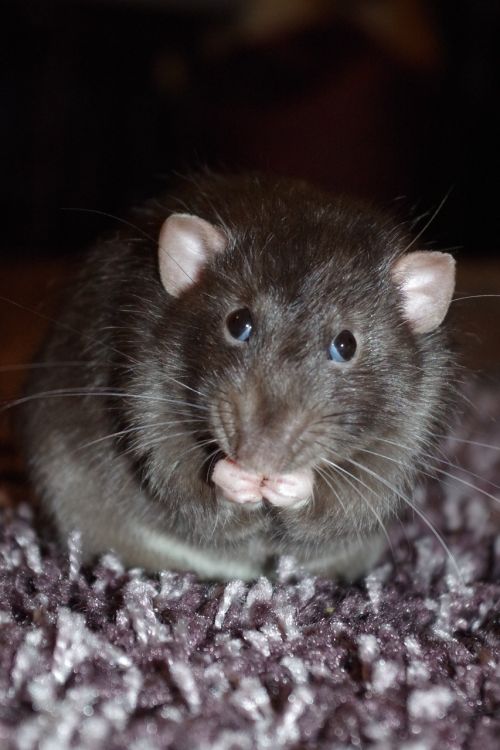 rat cute eating