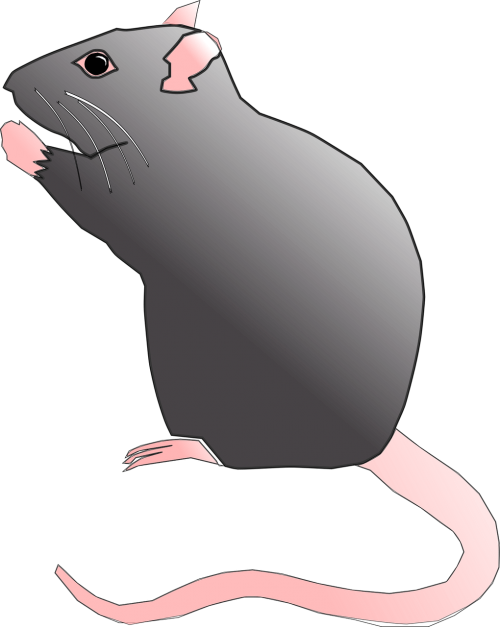 rat rodent pest