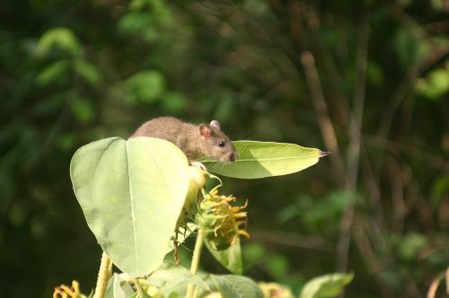 rat sun flower garden