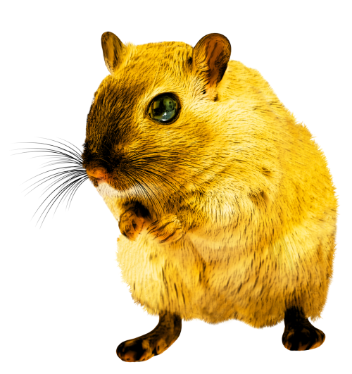 rat rodent png