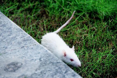 rat animal nature