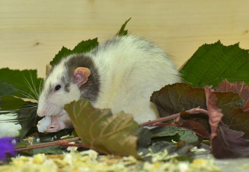 rat color rat rodent