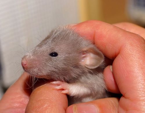 rat baby sweet