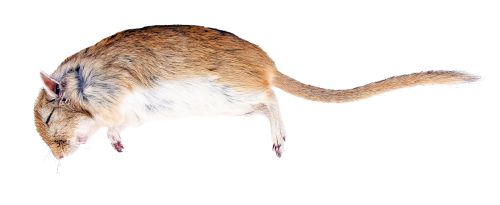 rat death creature