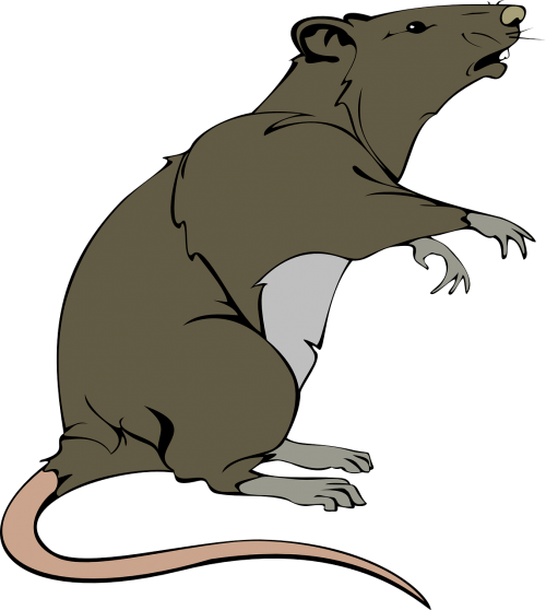 rat rodent lab animal